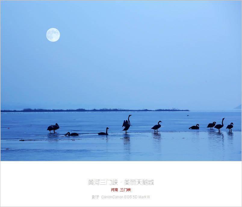 三门峡天鹅湖