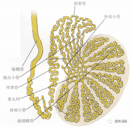 人体解剖学:男性生殖器 睾丸