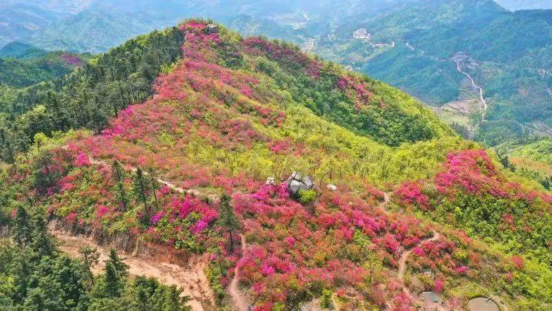 发现金寨|黄狮寨上映山红