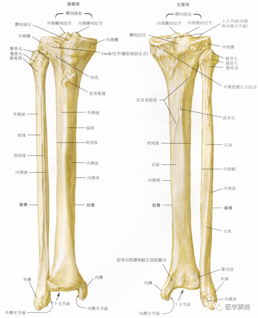 (答案:①腓骨头 ②腓骨颈 ③胫骨髁间隆起 ④胫骨粗隆 ⑤外踝 ⑥内踝