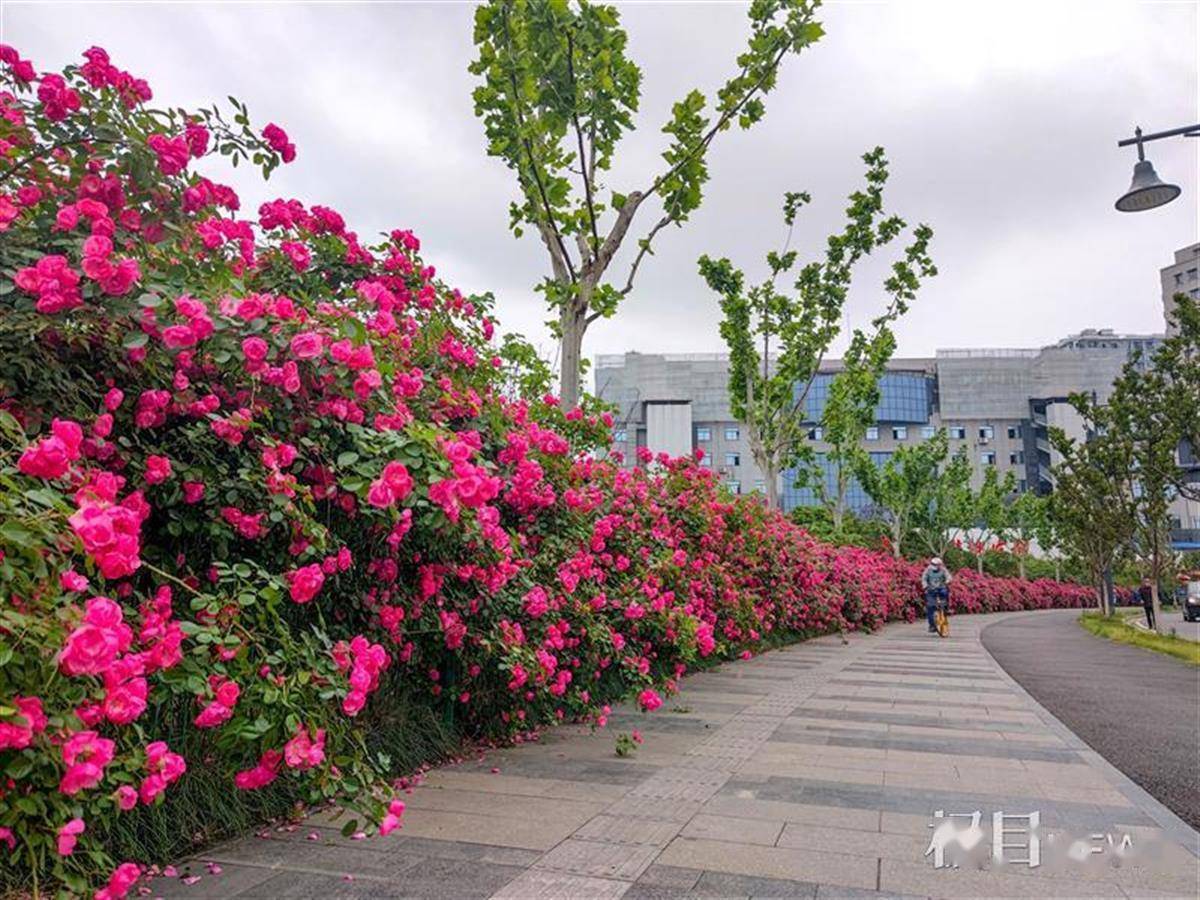 滨江岸线风光美,月季花墙惹人醉