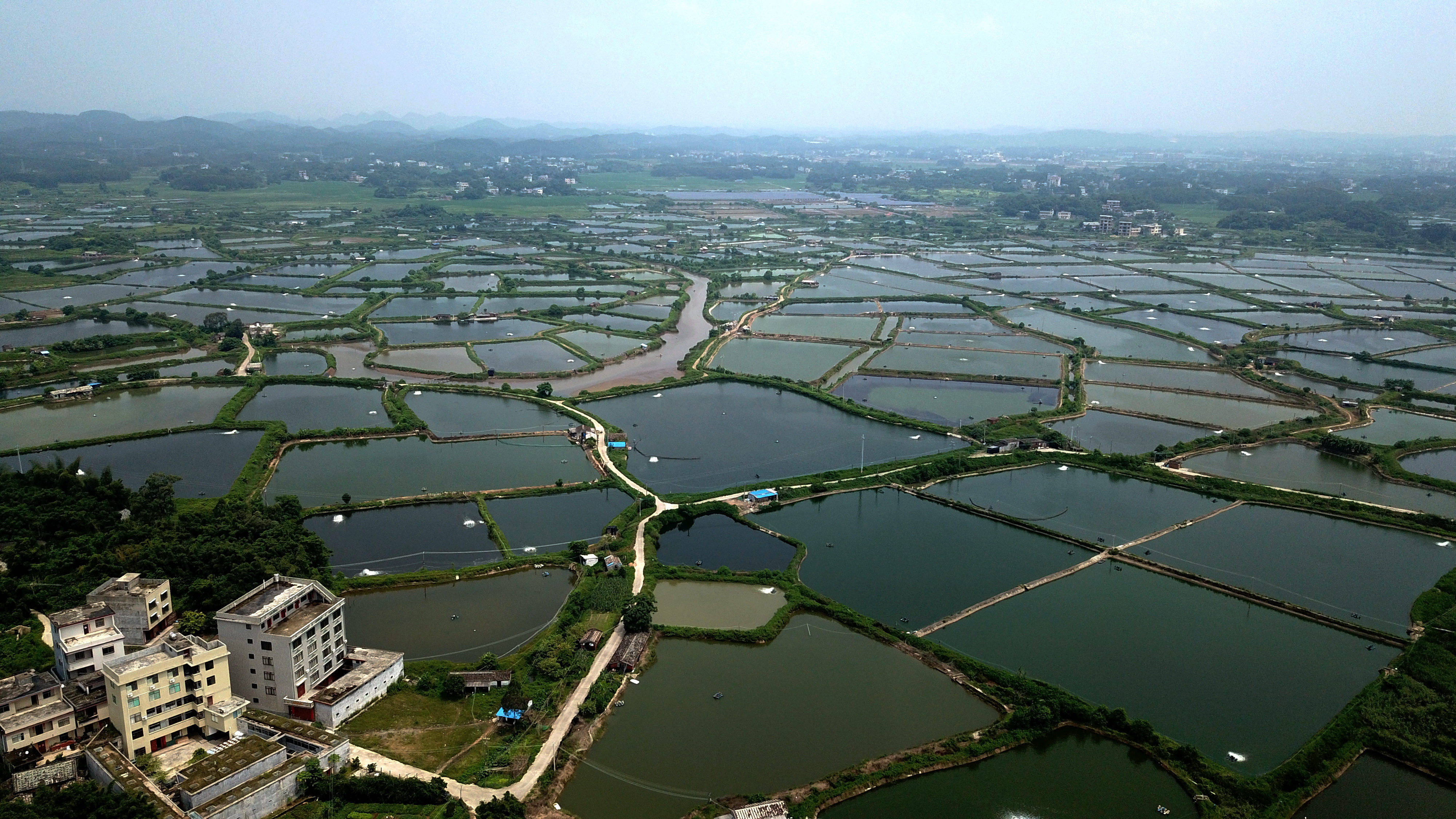 这是广西钦州市钦南区的虾塘(2018年8月25日摄,无人机照片).