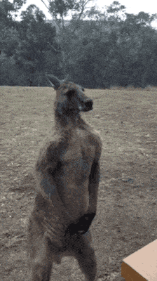 「搞笑gif动态图」一看就知道你不是新东方培训的!