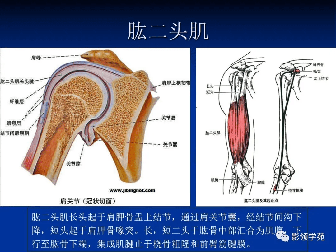 肩关节盂唇损伤的mri诊断_韧带