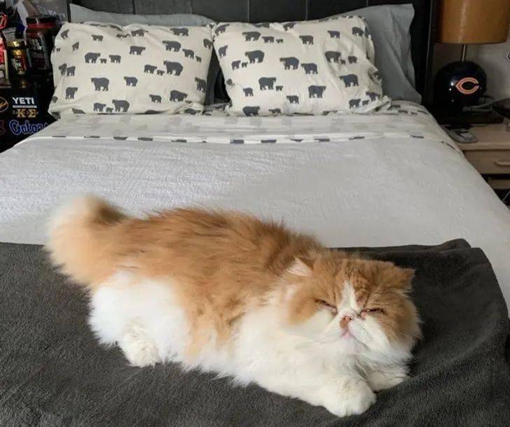 带你领略不一样的波斯猫