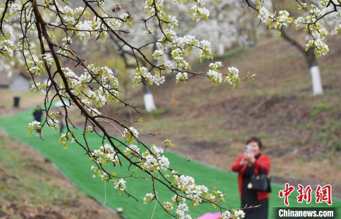 长春莲花山百年梨园鲜花绽放