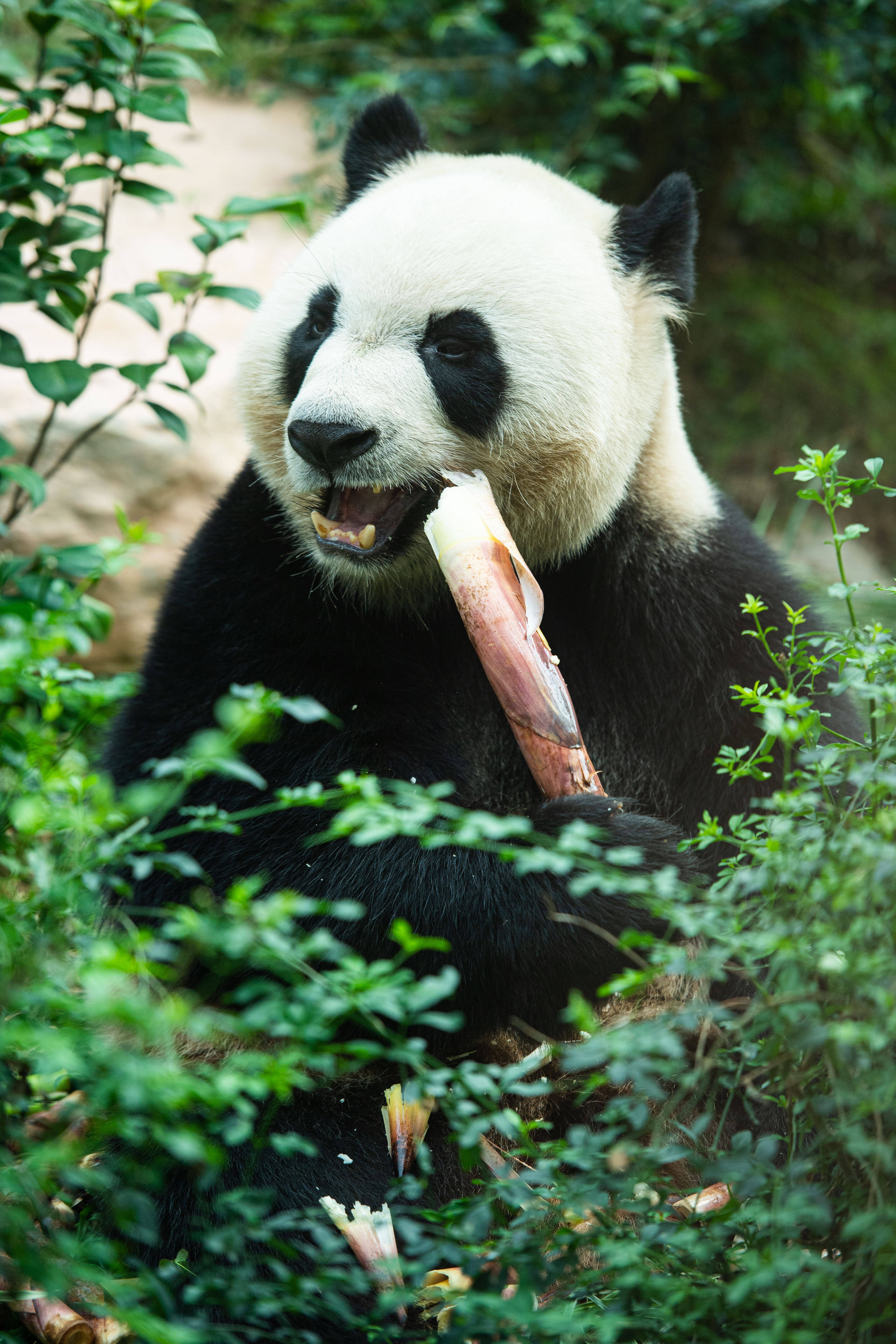 "靓仔们"的惬意生活——探访澳门大熊猫馆