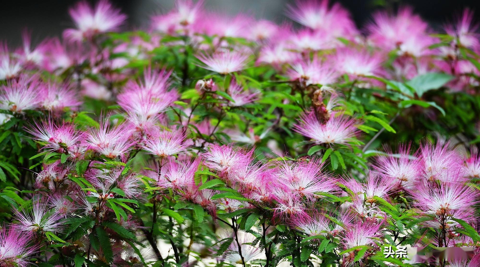 美蕊花,即苏里南朱缨花,又名红合欢