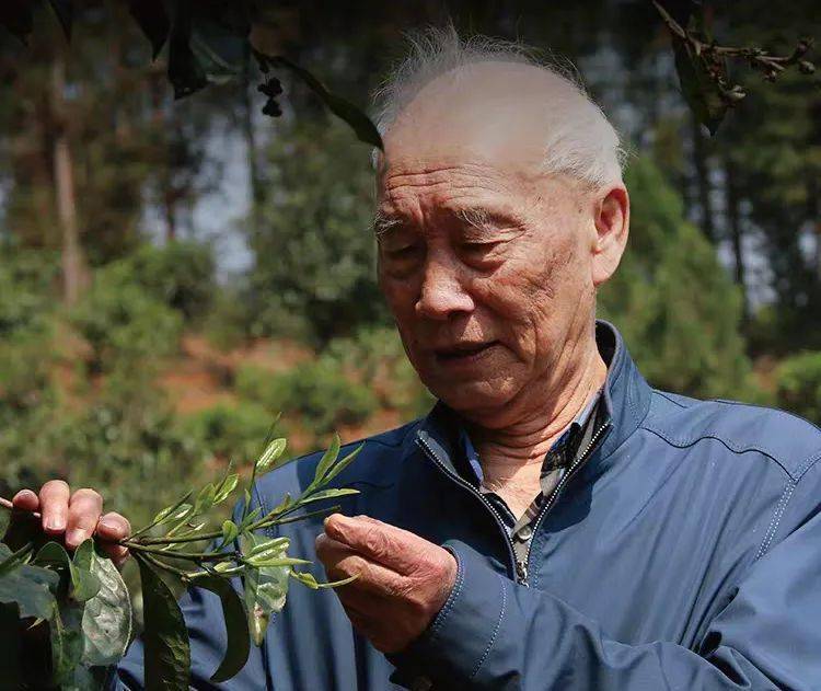 众筹丨云南临沧古树普洱普洱发酵大师杨行吉老师60年匠心守一茶