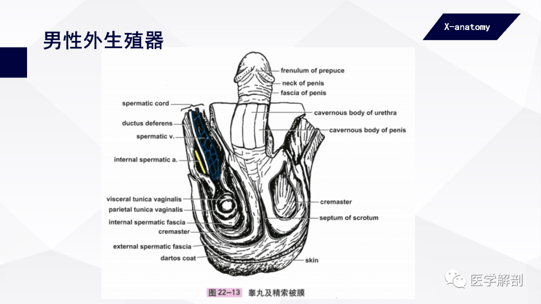 人体解剖学:男性生殖器 | 男性外生殖器(二)_阴茎