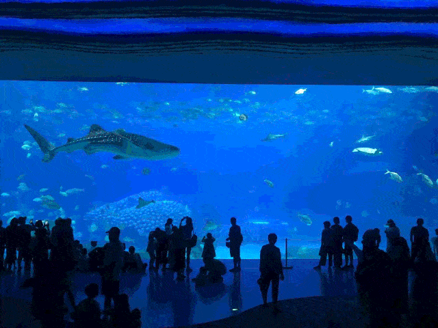 特惠联票|错峰游长隆,五一长假放开玩吧_海底世界