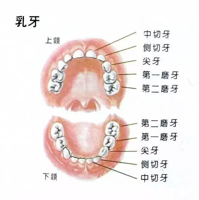 大家都知道,人一生总共会生长两副牙齿——乳牙和恒牙.