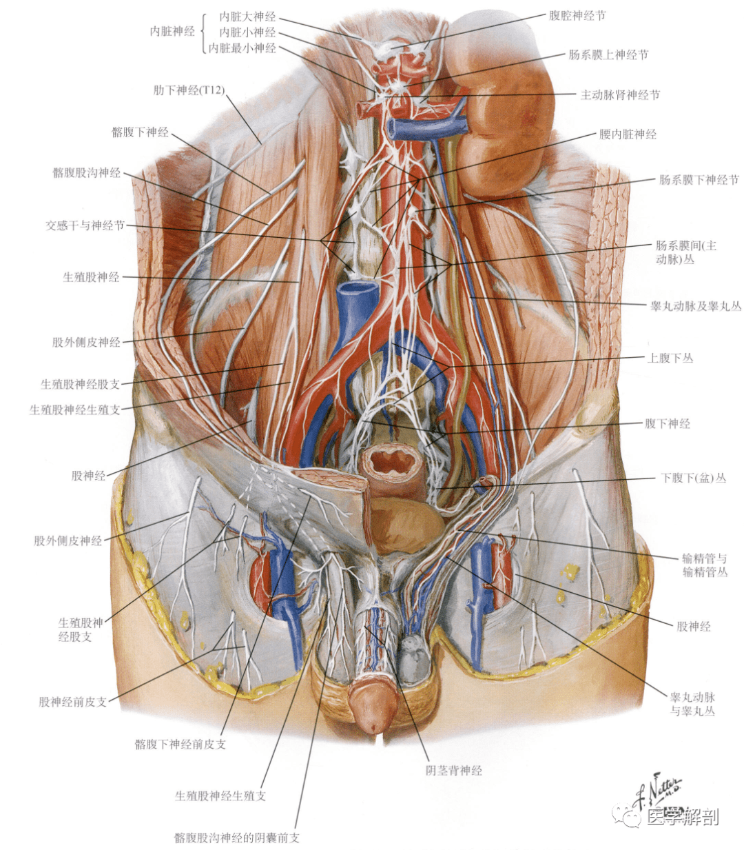 人体解剖学:男性生殖器 | 男性外生殖器(二)