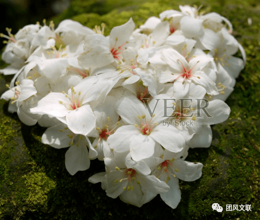 季节光影邵北晶桐花飞