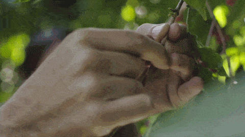 gif/@老杜的vlog踹 在云南省,咖啡的分布以哀牢山为界