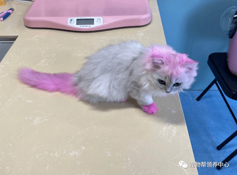 而且,染色不仅会伤害它们的身体,也会伤害到心灵,  容易让猫猫狗狗