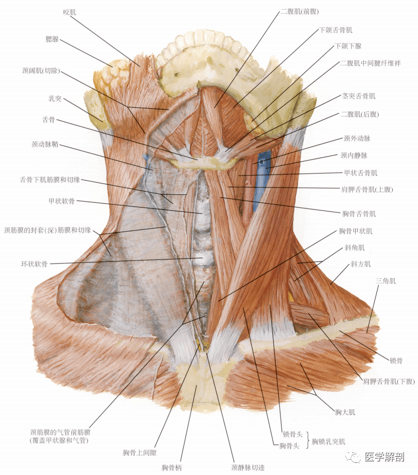 填图题 | 颈肌的解剖:前面观