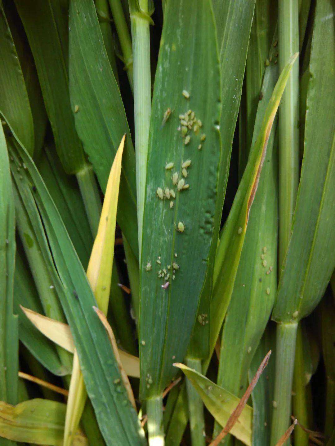 小麦蚜虫严重的时候,会造成小麦灌浆不足,千粒重下降及引起籽粒营养