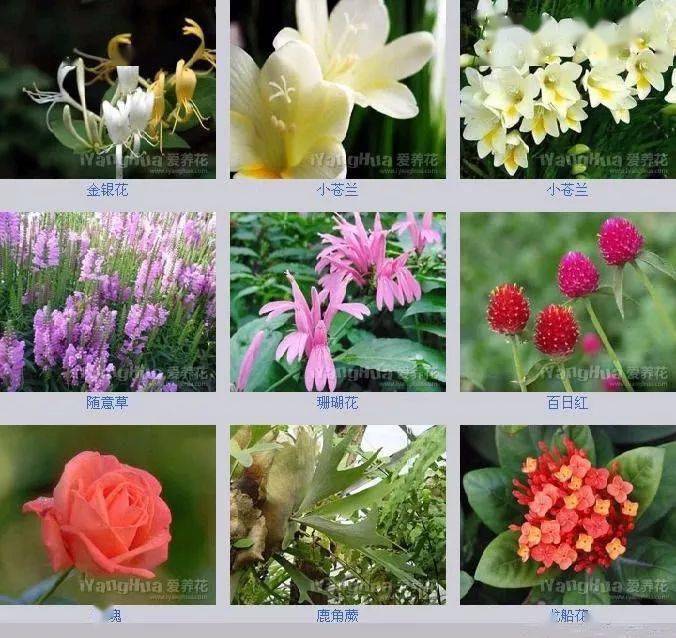 世界上最全的花,附带花名