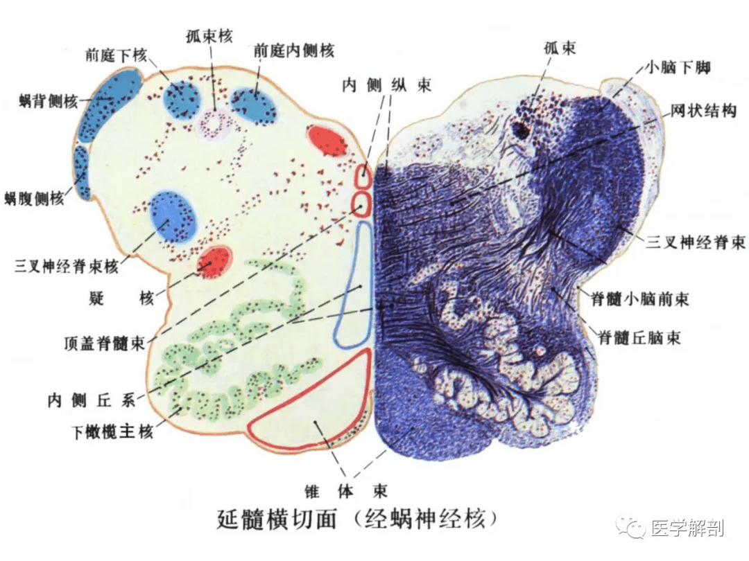 脑干内部超详细功能解剖图不要错过