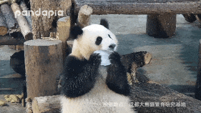出彩