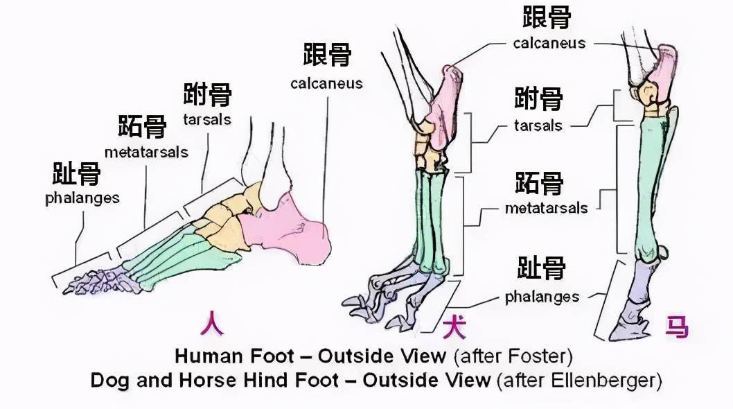 但对于猫科动物或犬科动物来说,它们的趾骨和其他三部分骨骼的位置,则