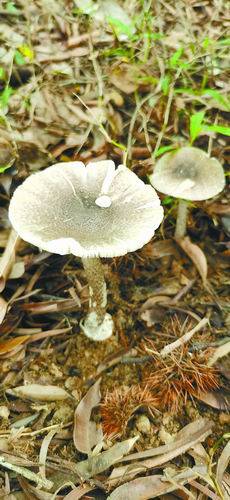 真菌采集调查,在五桂山一林地上发现一大群剧毒蘑菇——拟灰花纹鹅膏