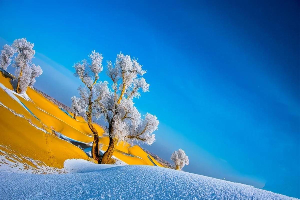 沙漠雪胡杨华灯映梨城