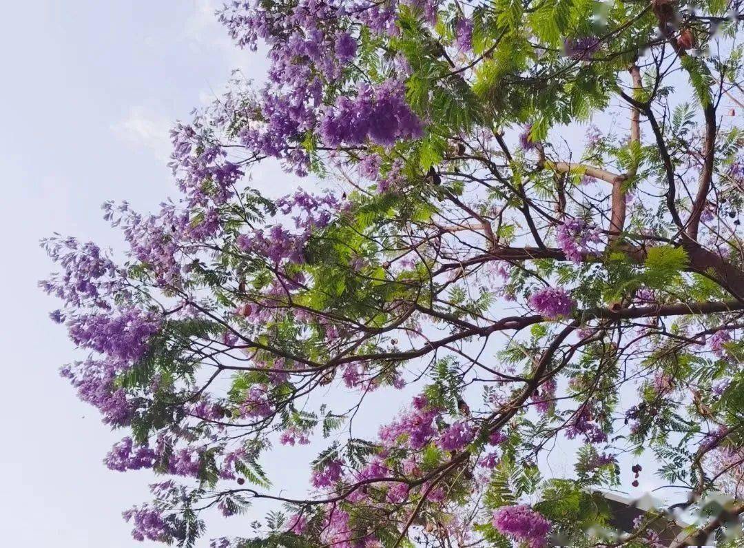 堪称梦幻,重庆街头蓝花楹迎来盛花期~_大道