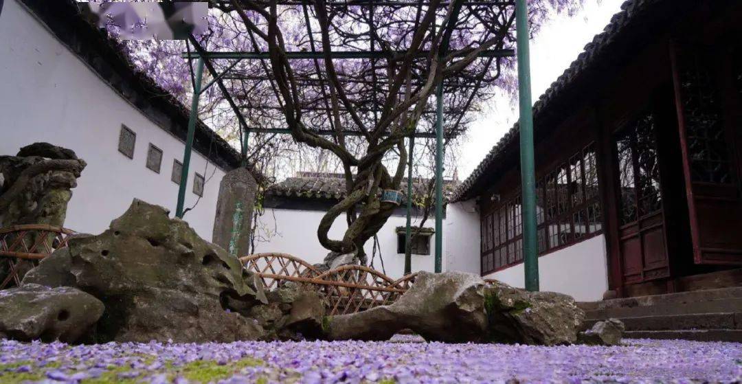 文徵明的紫藤花开了_苏州博物馆