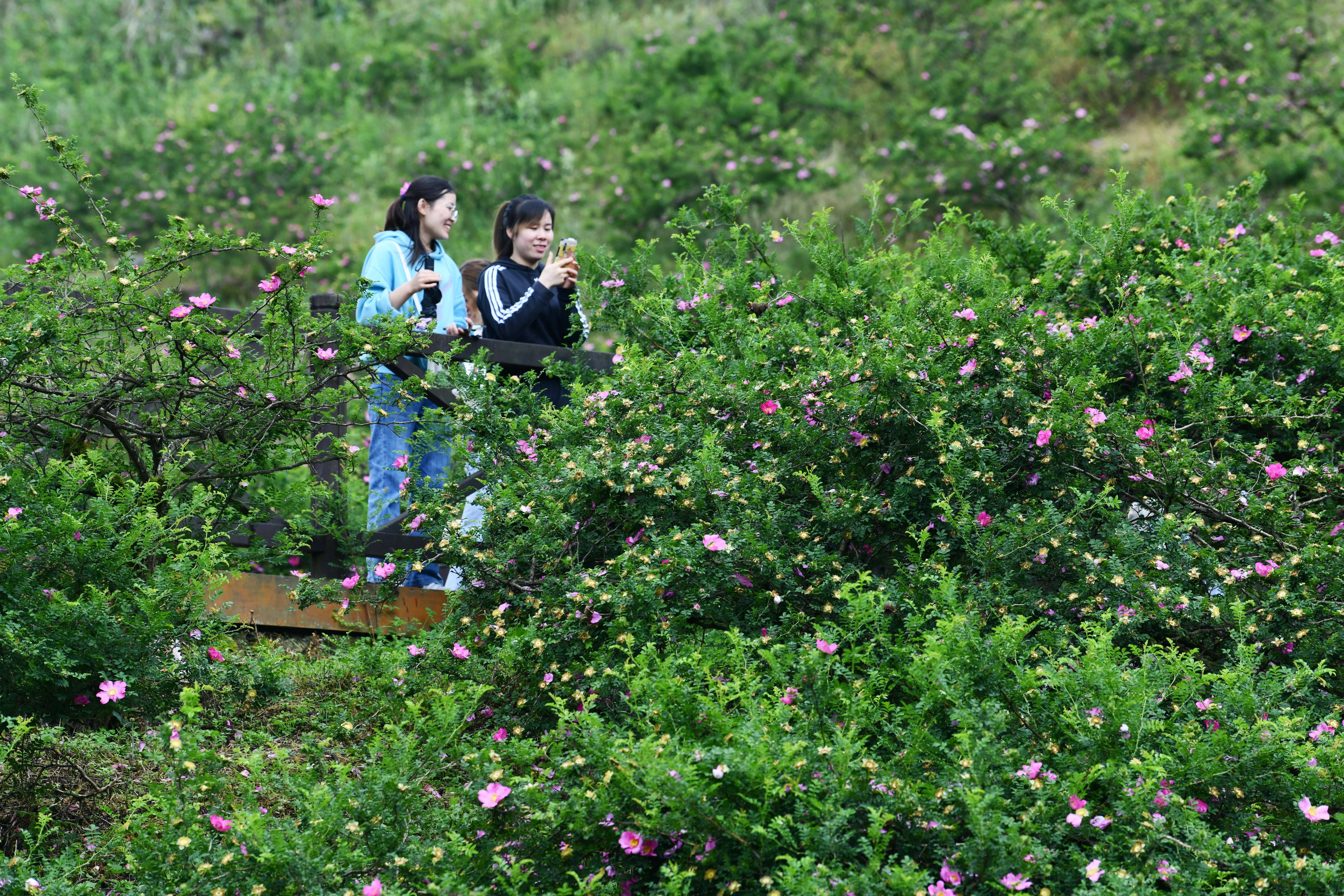 5月19日,游客在贵州省龙里县谷脚镇茶香村的十里刺梨沟景区赏花.