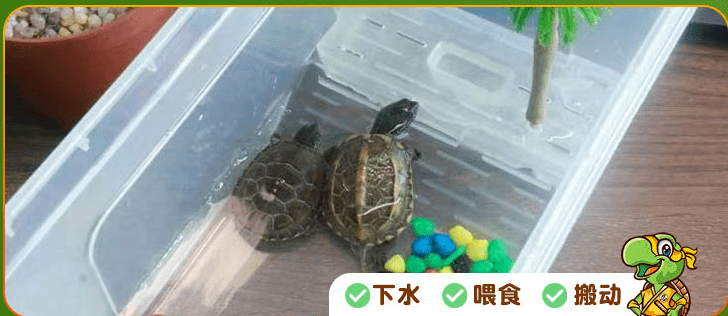 忍者神龟diy可孵化乌龟蛋