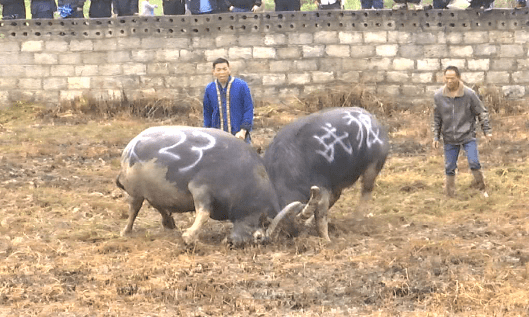 独山上司镇:"四月八",斗牛忙