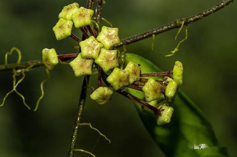 国际生物多样性日‖它们,都来自云南_植物