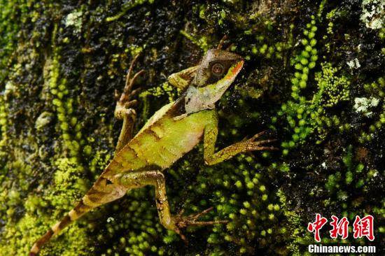 国际生物多样性日 探寻武夷山国家公园里的生物秘密