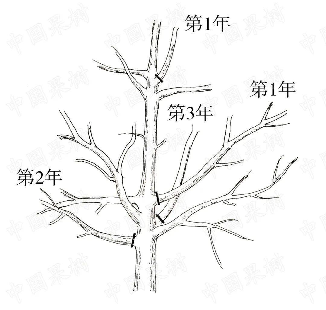 苹果树整形修剪纠错图解!