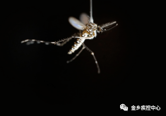 蚊子靠近目标,通过视觉途径更趋近于攻击黑色;同时蚊子能迅速感知到