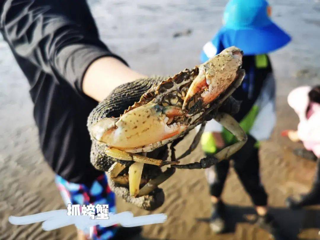 【六一特惠】赶海一号●滩涂牧场赶海挖贝抓螃蟹一日游!