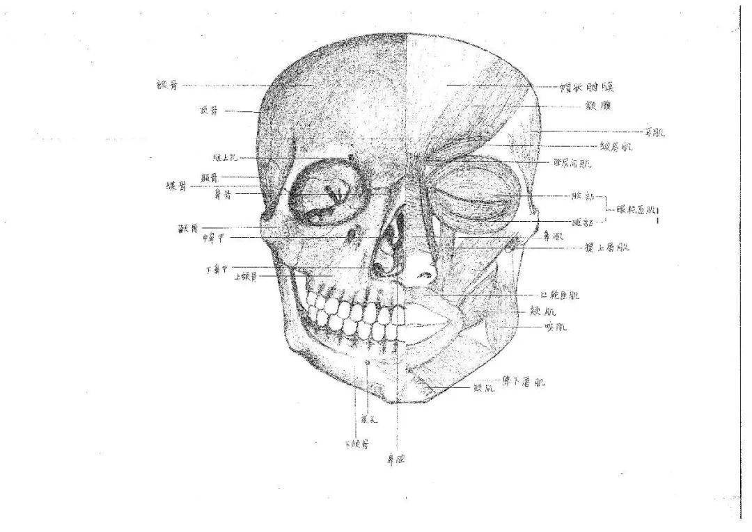 19级口腔3班 廖文秀 面颅骨于面部肌肉解剖图 由头颅组成,将颅面部