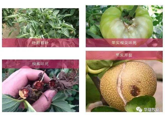 植物补钙就用甲酸钙!_缺钙