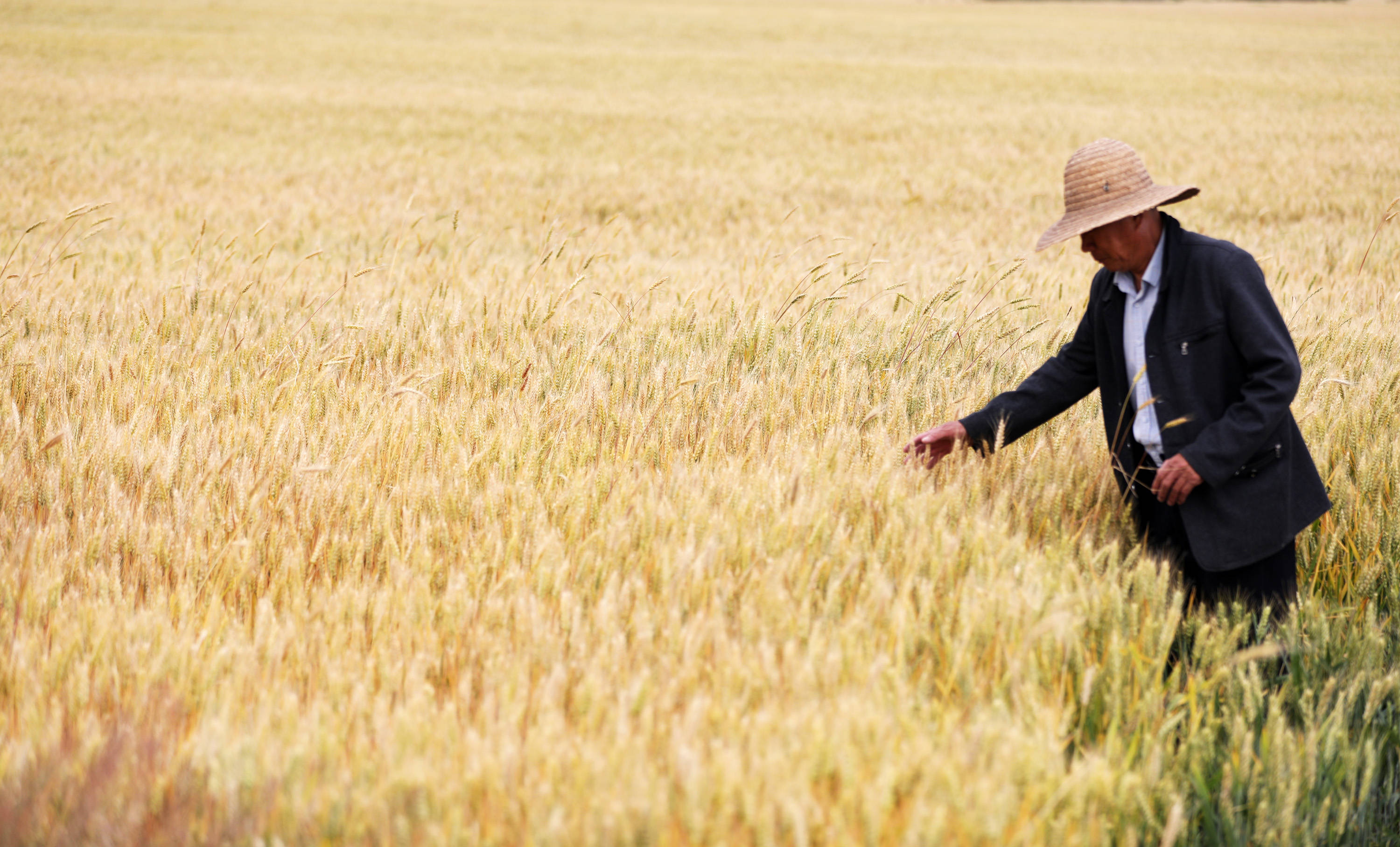 5月26日,山东省临沂市郯城县郯城街道三井村的农民在田间查看小麦长势