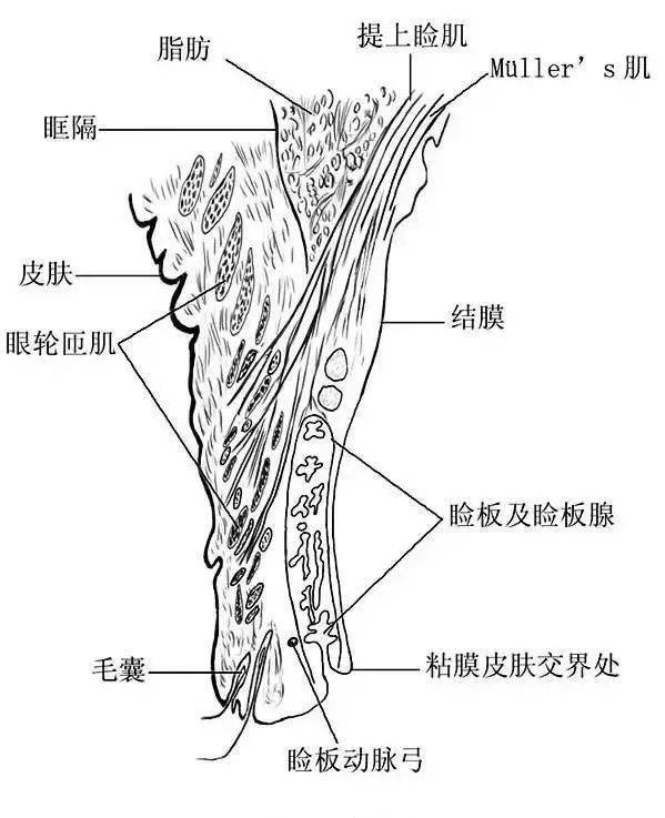 眼球结膜的横截面图 结膜又分为睑结膜,穹窿结膜和球结膜.