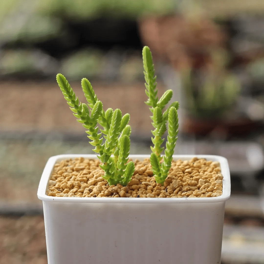 推荐20种适合夏季入手的多肉植物