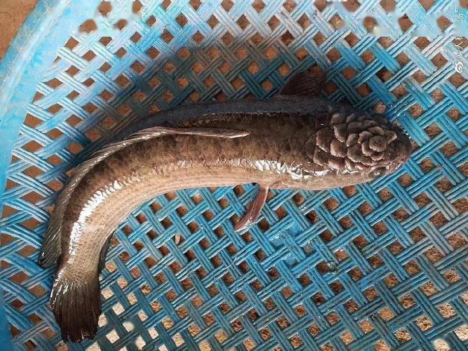 一条头上长了"花"的鱼,原来是来自泰国的入侵物种