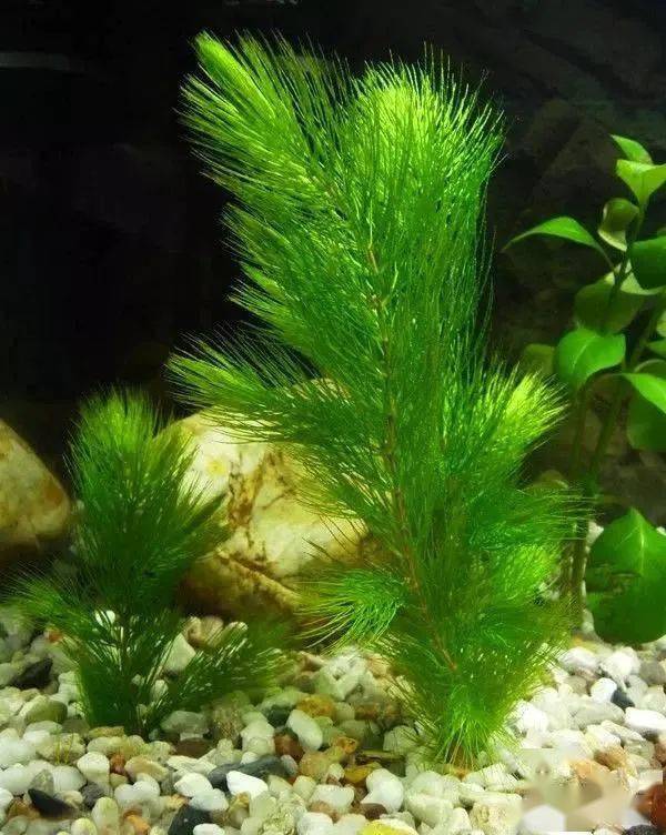 3,金鱼藻,多年生沉水草本,全株暗绿色.茎细柔,有分枝.花小,单性.花