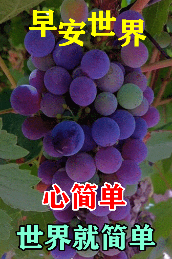 5月29日最漂亮早上好动态表情图片大全,早晨好动图美图大全