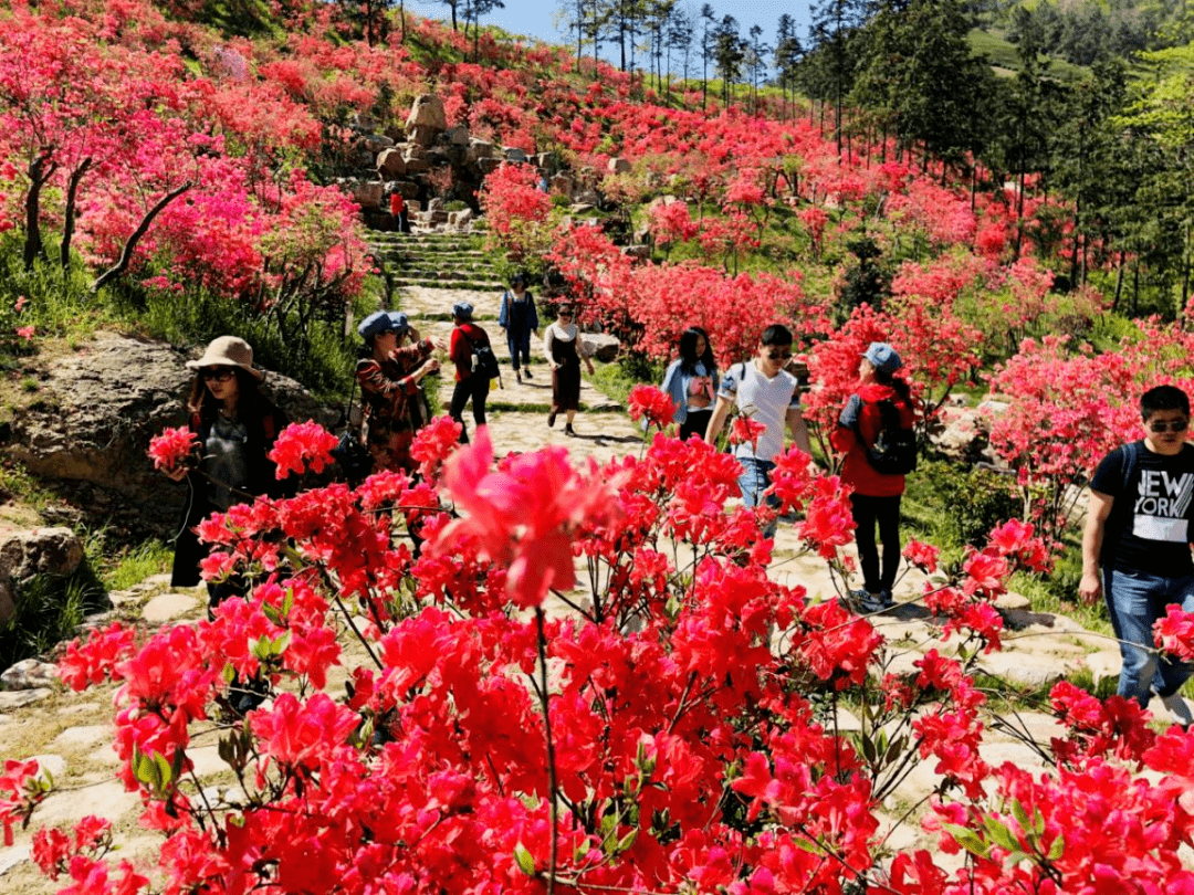 城山沟映山红