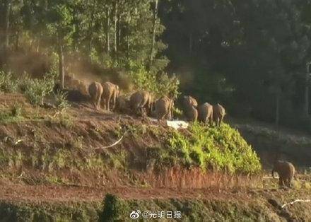 云南15头野象北迁至玉溪市红塔区 未发生人员伤亡