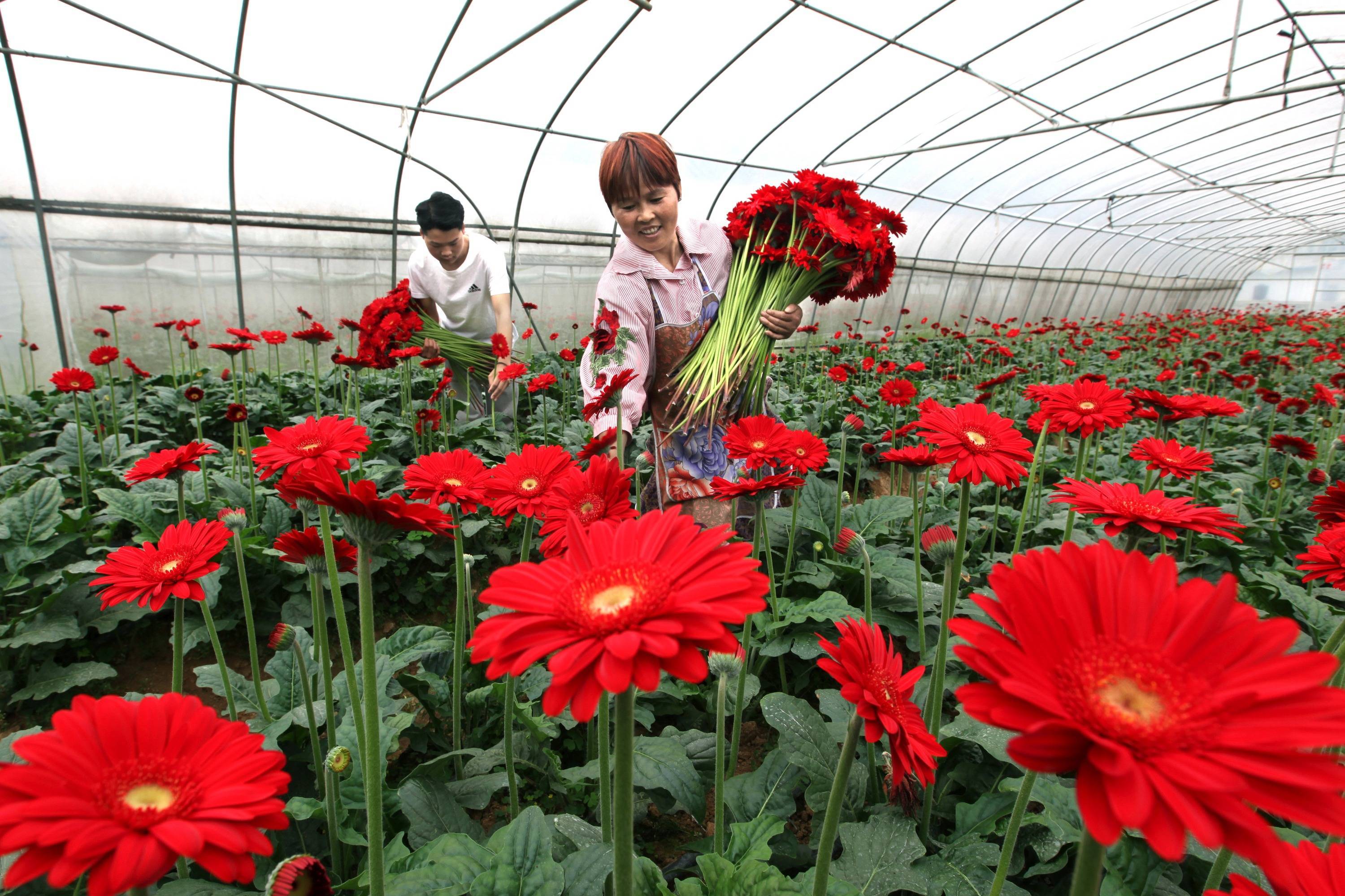 5月30日,村民在贵州省黔西市洪水镇长堰社区鲜花种植基地采摘非洲菊.