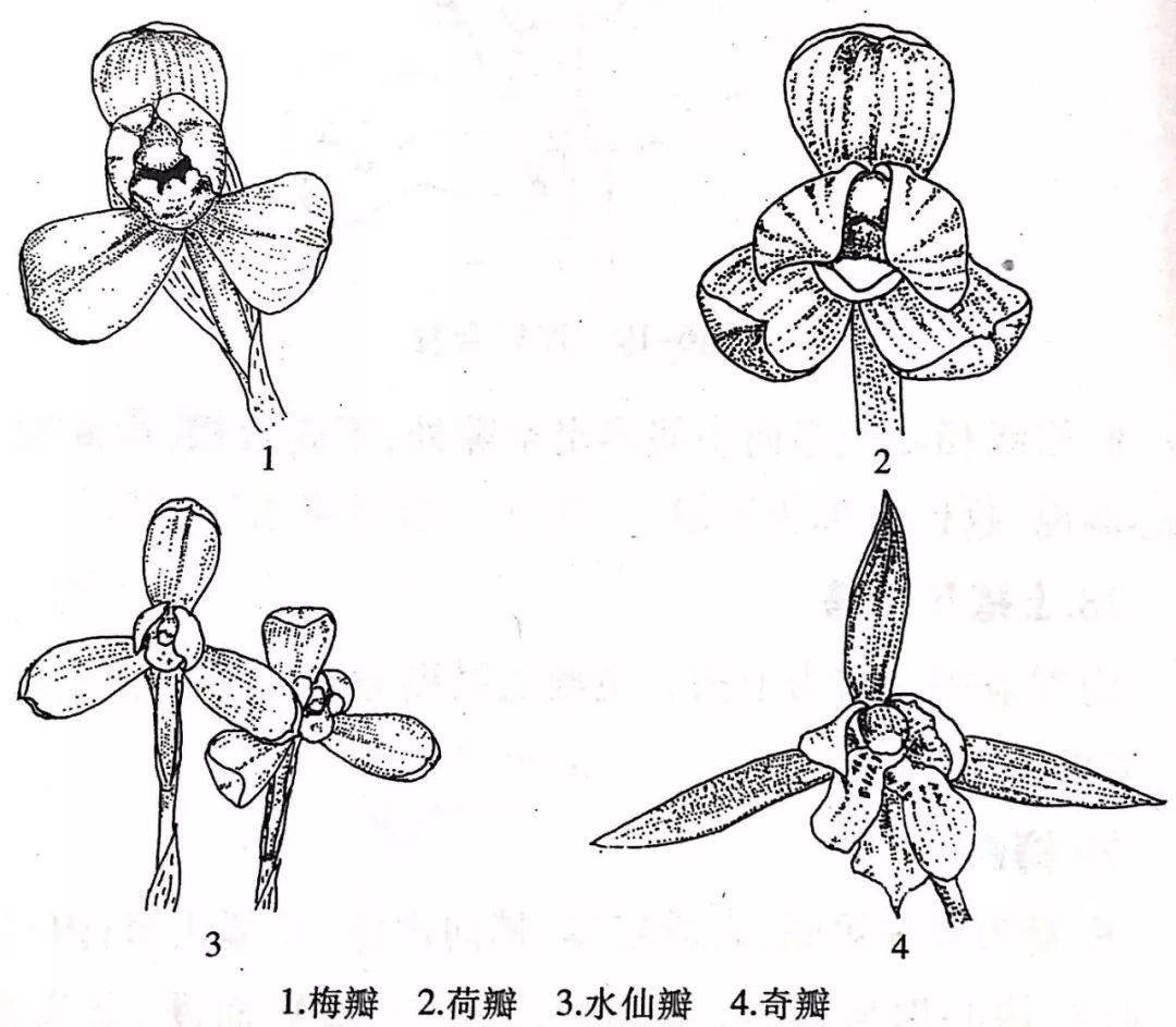 看不懂兰花术语,就品鉴不了兰花,你永远都是门外汉!